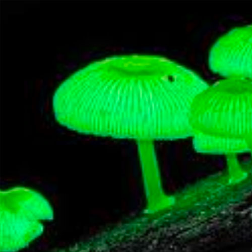 Magical Fungus